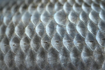 Gray cales of fish close-up. Detailed macro photo texture silver cales . The concept of fishing, eating fish, cooking fish dishes