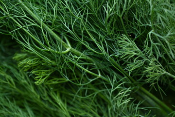 bunch of dill macro texture, close up texture of green dill, macro texture of dill, close up bunch of dill 