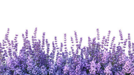 Naklejka premium lavender transparent background