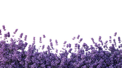 Naklejka premium lavender transparent background