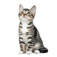 A kitten is sitting on a white background. The kitten has a curious look on its face. Concept of innocence and playfulness