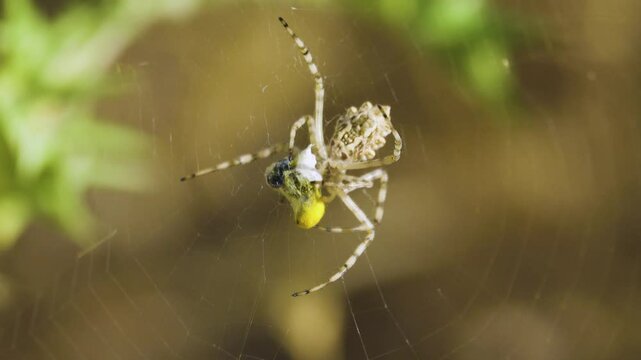 Wesp spider Argiope lobata wraps a wild bee in a web, bee has accumulated yellow pollen of flowers on its abdomen. The web is stretched among the honey flowers (Golden thistle). Crimean semi-desert