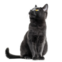 A black cat is sitting on a white background with its head tilted to the side. The cat appears to be looking up at something, possibly a bird or a small object