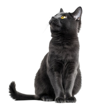 A black cat is sitting on a white background with its head tilted to the side. The cat appears to be looking up at something, possibly a bird or a small object