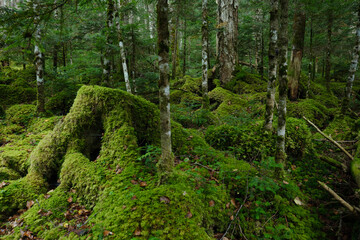 日本の苔の森