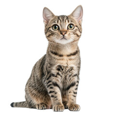 Fototapeta premium A cat with green eyes is sitting on a white background. The cat has a calm and relaxed demeanor, and its eyes are focused on the camera. Concept of peace and tranquility