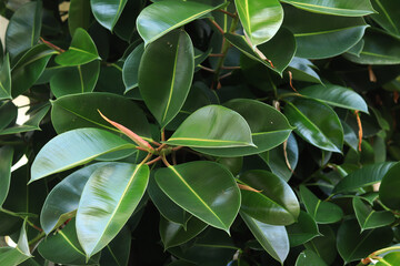 Ficus, leaves close-up. Close-up of green ficus leaves on a tree. Ficus elastica leaves close-up, rubber tree. Natural background with green large leaves
