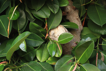 Ficus, leaves close-up. Close-up of green ficus leaves on a tree. Ficus elastica leaves close-up, rubber tree. Natural background with green large leaves