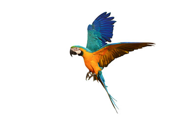 Colorful flying Blue and Gold Macaw parrot isolated on transparent background png file