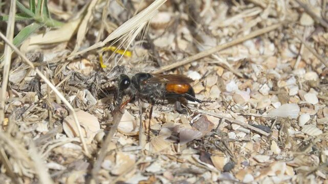 Possibly Sphex leuconotus, Sphex tepanecus, thread-waisted wasps (Sphecinae). Sand wasps. Crimea. Arabatskaya Strelka semi-desert. An insect cleans its leggs after digging a sand hole
