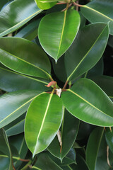 Ficus, leaves close-up. Close-up of green ficus leaves on a tree. Ficus elastica leaves close-up, rubber tree. Natural background with green large leaves