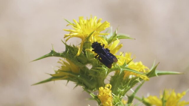 Blue-black wild bees probably Ceratina collect nectar and pollen from the golden thistle (Scolymus hispanicus). Crimea. Arabatskaya Strelka semi-desert