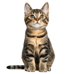 Obraz premium A cat with green eyes is sitting on a white background. The cat has a calm and relaxed expression on its face