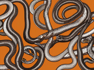 Obraz premium Coiled Snakes on Orange Background