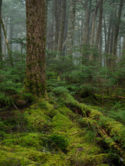 日本の苔の森