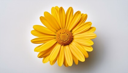 top view of yellow single spanish daisy flower isolated cutout on white background