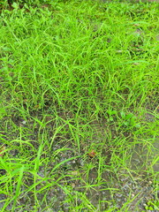 Torpedo Grass,  grows on the ground after several days of continuous rain. Weeds grow in areas where the water is stagnant. A variety of weeds grow together on wet soil. 
