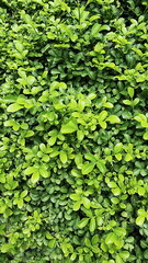 Green leaves of Andaman satinwood or Chinese box tree. Is a small shrub that is popularly grown as an ornamental plant in pots or as a bonsai. Leaves are arranged in single layer of feathers, arranged