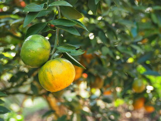 Two oranges on tree. Tangerines in thin green shell (small and unripe) and orange peel (large and ripe) hanging on the tree. Fresh tangerines grown on organic farm. Orange orchard on bokeh background.