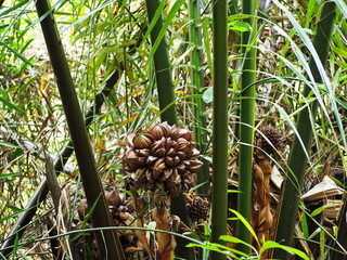 Nypa is palm tree that grows in mangrove forests. Nipa palm fruits are clustered together, many small fruits in clusters. Inside the fruit are oval-shaped seeds. Atap palm for sweetmeat, Mangrove palm