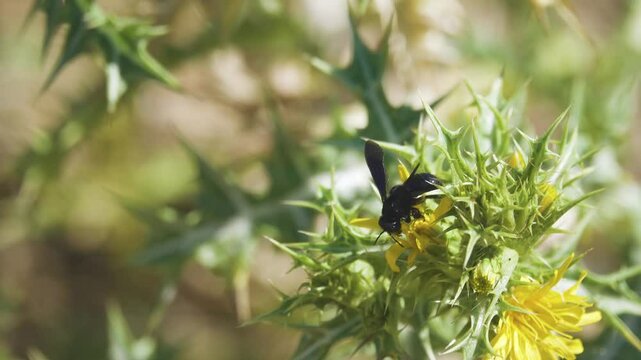 Blue-black wild bees probably Ceratina collect nectar and pollen from the golden thistle (Scolymus hispanicus). Crimea. Arabatskaya Strelka semi-desert