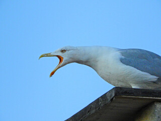 White seagull standing on chimney