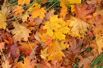 a heap of yellow and orange maple leaves is laying on the grass 