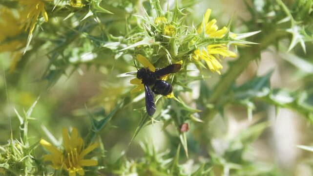 Blue-black wild bees probably Ceratina collect nectar and pollen from the golden thistle (Scolymus hispanicus). Crimea. Arabatskaya Strelka semi-desert