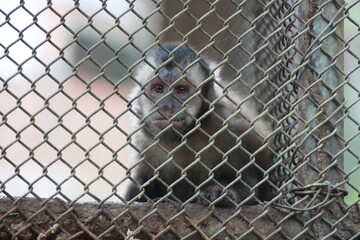 salvador, bahia, brazil - august 8, 2024: macaws seen at a wildlife treatment center in the city of Salvador.