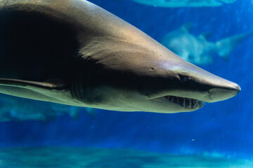 Naklejka premium 大洗水族館のサメ
