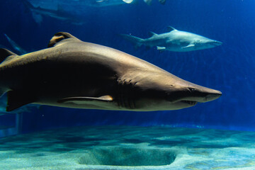 Obraz premium 大洗水族館のサメ