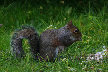 A stunning animal portrait of a single squirrel. The squirrel is hungry and hunting for food.