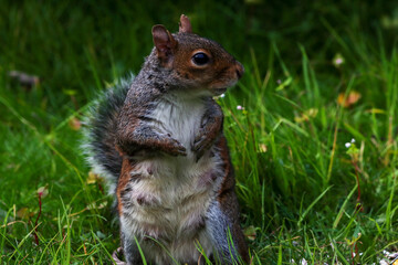 A stunning animal portrait of a single squirrel. The squirrel is hungry and hunting for food.
