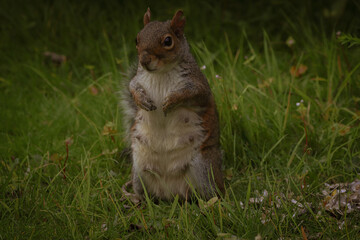 A stunning animal portrait of a single squirrel. The squirrel is hungry and hunting for food.
