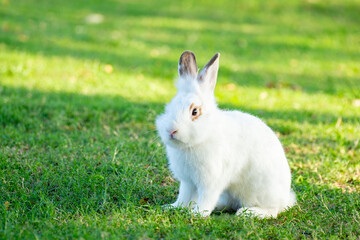 Cute little white rabbit on green grass with natural bokeh as background during spring warm summer day. Young adorable bunny playing in garden and sunlight morning.