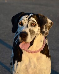 Close up of Harlequin Great Dane