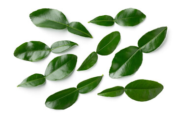 Fresh green kaffir lime leaves isolated on white background close up