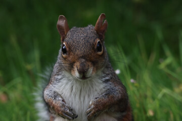 A stunning animal portrait of a single squirrel. The squirrel is hungry and hunting for food.