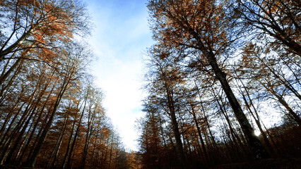 The Light Over The Forest In Autumn