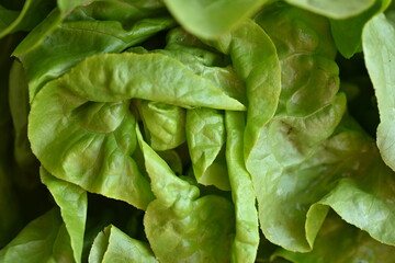 texture of green lettuce leaves macro, lettuce leaves as a background 