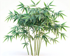 Fototapeta premium bamboo leaves on white background