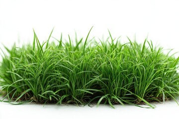 green grass field displayed against a pure white background emphasizing the lushness and vibrant green of the grass ideal for product showcases or naturethemed compositions