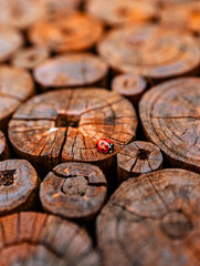 close up of a ladybugs © Junyi