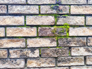 Moss growing on a brick wall in a shaded outdoor area during the day