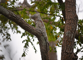 Close-up of Great Potoo with Partially Open Eye on Tree Branch