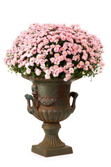 Vintage decorative iron flowerpot filled with small pink blossomed flowers, isolated on white background.