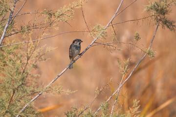 bird, nature, sparrow, tree, wildlife, animal, branch, brown, beak, white, winter, flower, wild, feathers, spring, sky