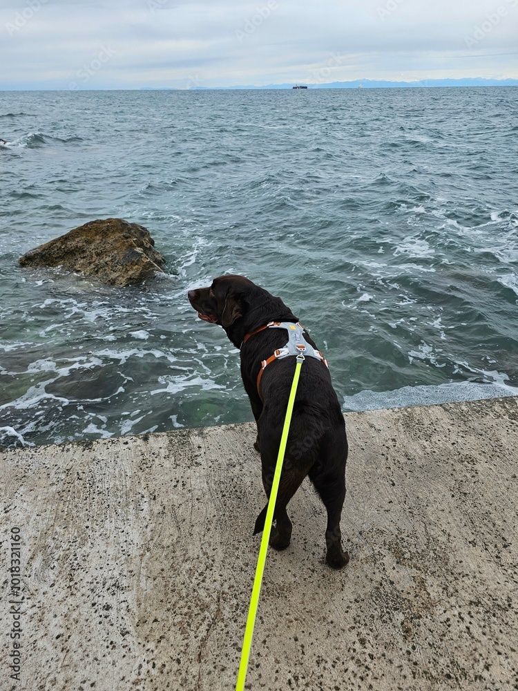 Wall mural dog on the beach