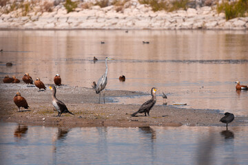 gray heron, water, bird, duck, lake, nature, birds, ducks, geese, wildlife, animal, pond, goose, swimming, wild, mallard, river, swim, fowl, reflection, waterfowl, landscape, animals, spring, canada, 