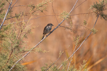bird, nature, sparrow, tree, wildlife, animal, branch, brown, beak, white, winter, flower, wild, feathers, spring, sky